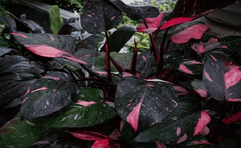 Philodendron pink princess